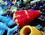 seashell102.gif
