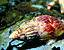seashell101.gif