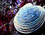 seashell100.gif