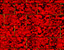 redpattern.gif