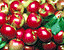 redapples5.gif