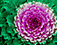 purpleflowe9.gif