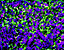 purpleflow35.gif