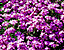 purpleflow34.gif