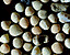 pebbles11.gif