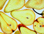 pears26.gif
