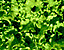 pattern62.gif