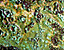 pattern45.gif