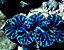 pattern29.gif