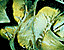 pattern25.gif