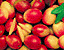 nectarine20.gif