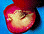 nectarine19.gif