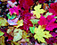 mapleleaf.gif