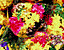 leaves50.gif