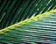 leafpattern9.gif
