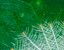insect50.gif