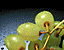 greengrapes2.gif