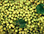 greengrapes.gif