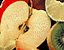 fruit26.gif
