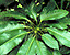 foliage9.gif