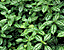 foliage8.gif