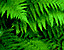 foliage47.gif