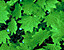 foliage46.gif