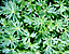 foliage45.gif