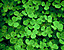 foliage2.gif