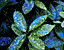 foliage12.gif