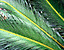 foliage11.gif