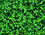 foliage10.gif