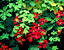 foliage.gif