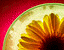 daisy 7.gif