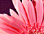 daisies9.gif