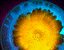 daisies10.gif