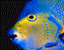 bluefish2.gif