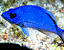 bluefish.gif