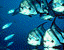 blue pattern.gif
