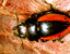 beetles6.gif
