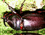 beetles5.gif