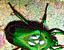 beetles3.gif