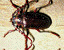 beetles2.gif