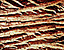 bark6.gif