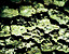 bark5.gif