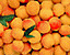 apricots3.gif