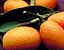apricots.gif