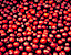 apples57.gif