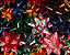 000802_c724_0051_cslst.gif