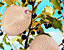 000802_c704_0035_cslst.gif
